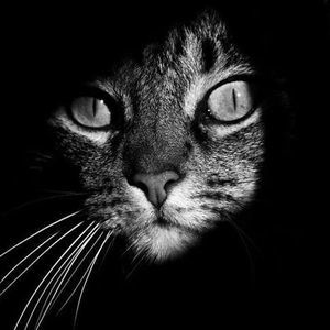 Meet your Posher, Marley